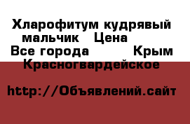 Хларофитум кудрявый мальчик › Цена ­ 30 - Все города  »    . Крым,Красногвардейское